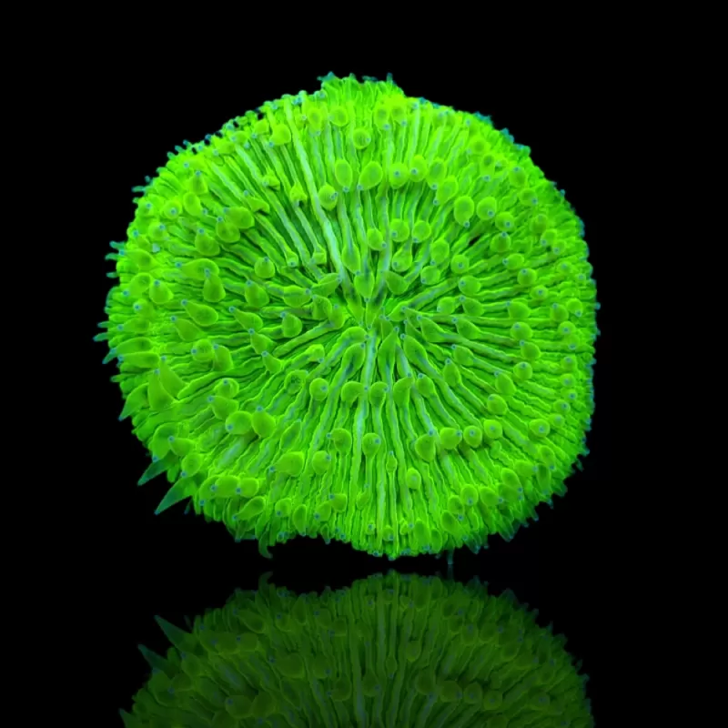 Fungia Ultra Groen kopen | Coralandfishstore.nl Fungia Ultra Groen kopen | Coralandfishstore.nl