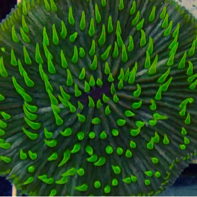Fungia Sp Green kopen | Coralandfishstore.nl
