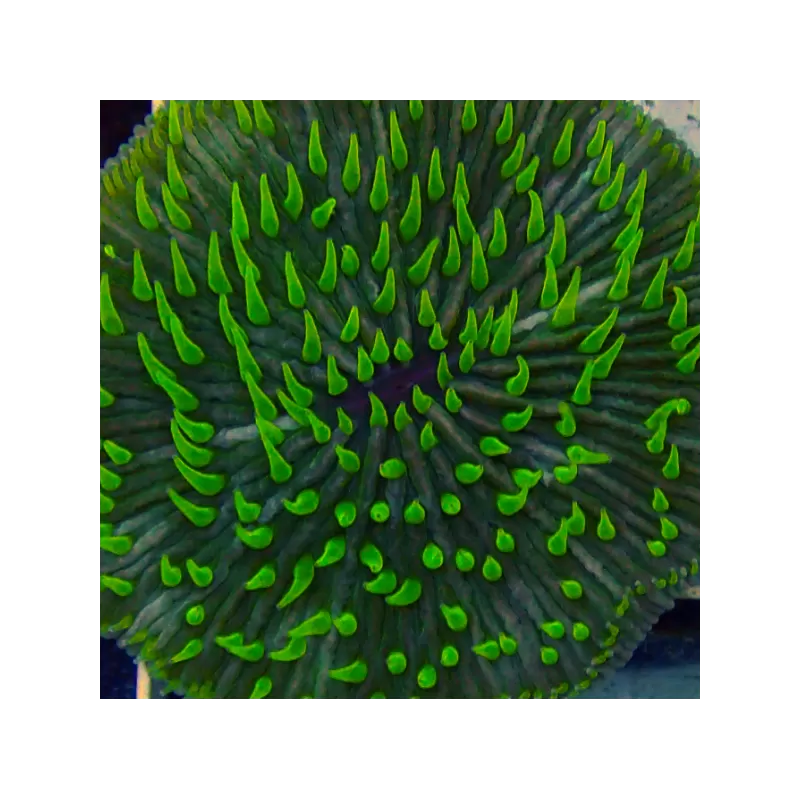 Fungia Sp Green kopen | Coralandfishstore.nl Fungia Sp Green kopen | Coralandfishstore.nl
