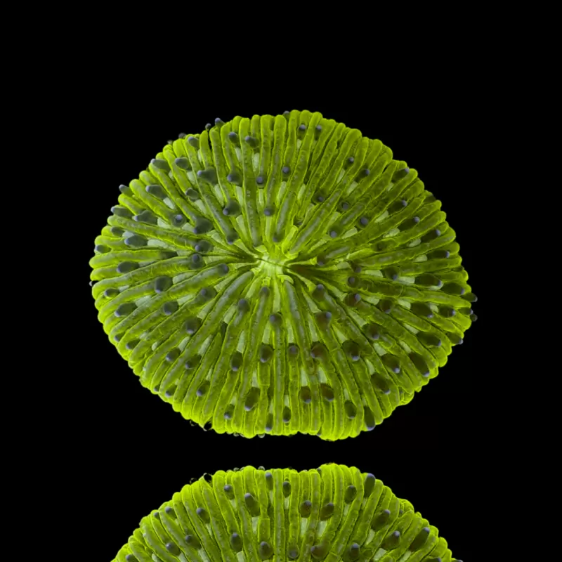 Fungia Sp Green kopen | Coralandfishstore.nl Fungia Sp Green kopen | Coralandfishstore.nl