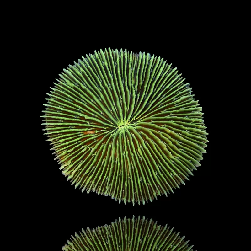 Fungia Sp Green kopen | Coralandfishstore.nl Fungia Sp Green kopen | Coralandfishstore.nl