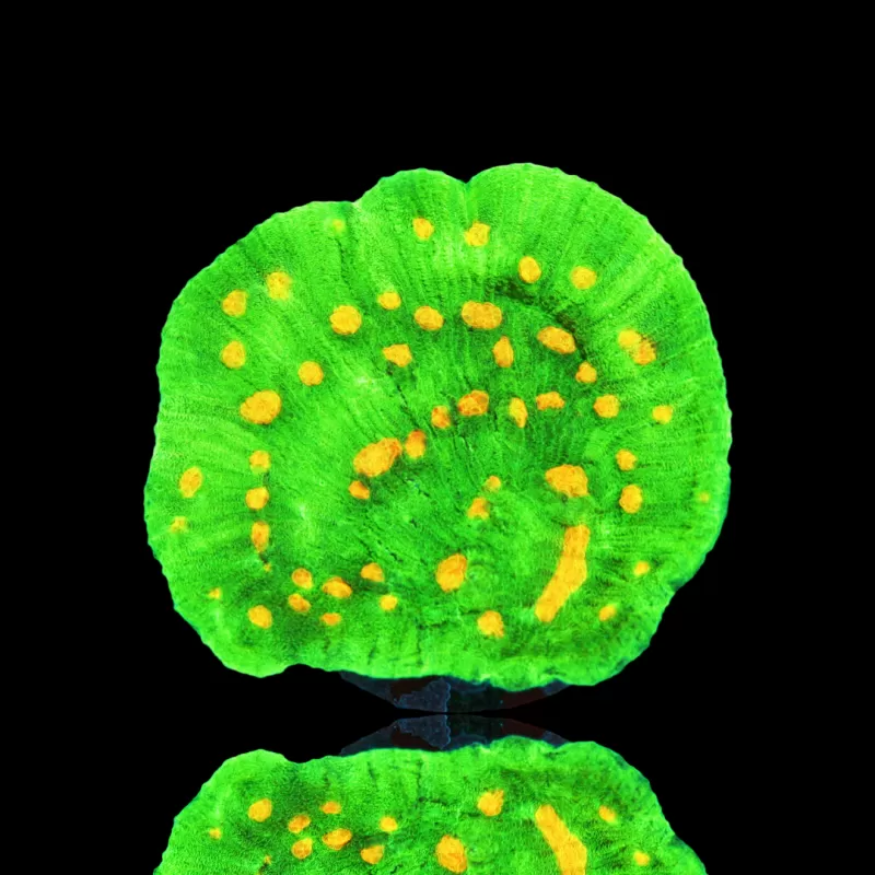Mycedium chalice space invders kopen? | Coralandfishstore.nl Mycedium chalice space invders kopen? | Coralandfishstore.nl