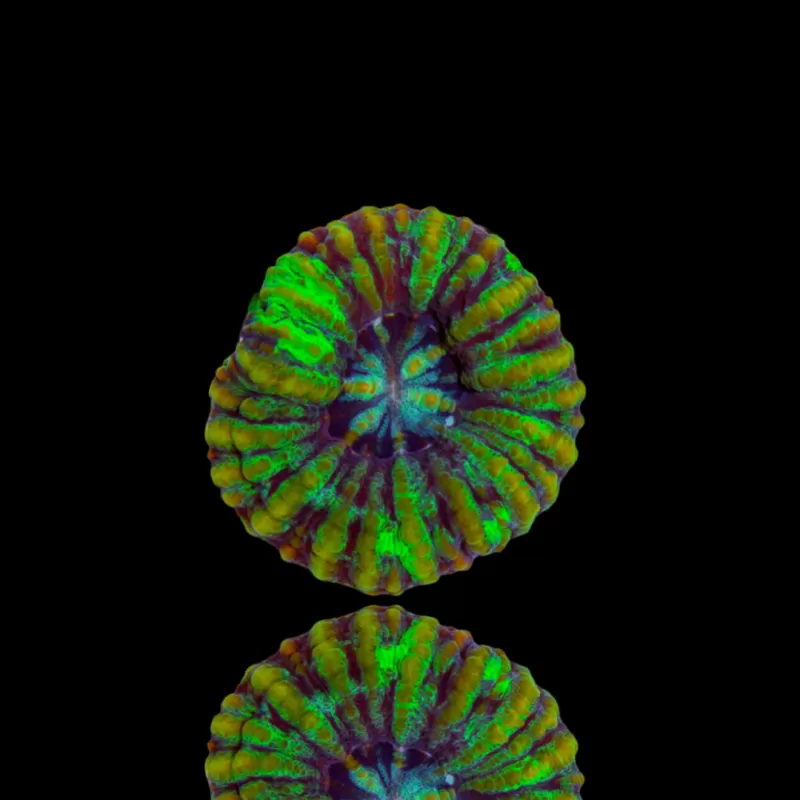 Scolymia WA Mini Groen kopen | Coralandfishstore.nl Scolymia WA Mini Groen kopen | Coralandfishstore.nl