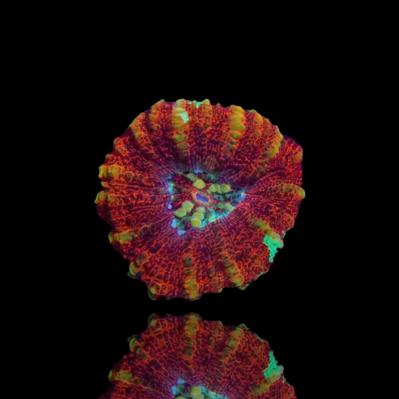 Scolymia WA Mini Ultra kopen | Coralandfishstore.nl Scolymia WA Mini Ultra kopen | Coralandfishstore.nl