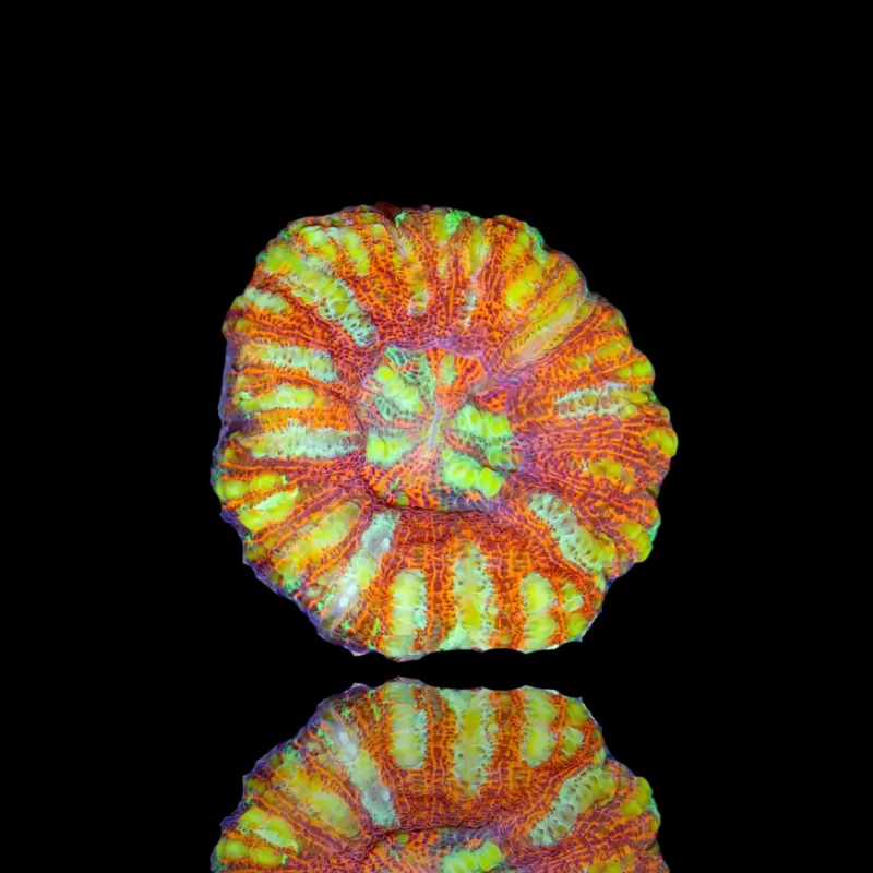Scolymia WA Mini Ultra kopen | Coralandfishstore.nl Scolymia WA Mini Ultra kopen | Coralandfishstore.nl