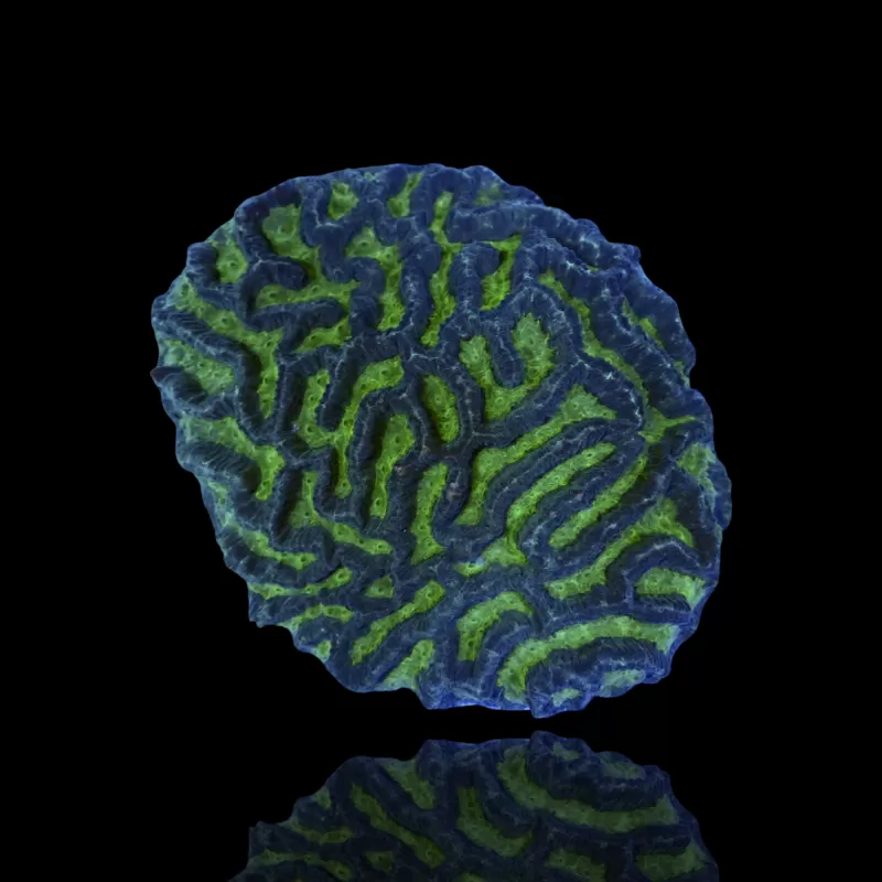 Platygyra sp Green kaufen | Coralandfishstore.nl Platygyra sp Green kaufen | Coralandfishstore.nl