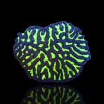 Platygyra Green (Maiz Brain coral)