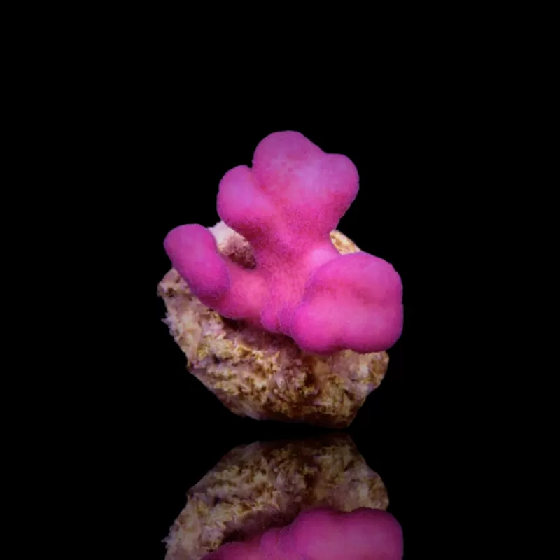 Stylophora Pistillata Pink Tonga kopen? | Coralandfishstore Stylophora Pistillata Pink Tonga kopen? | Coralandfishstore