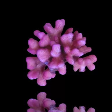 Stylophora Pistillata Pink Tonga kopen? | Coralandfishstore