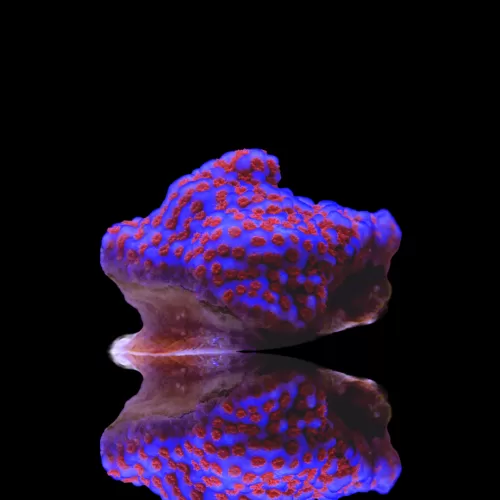 Kaufen Sie Montipora Superman | Coralandfishstore.nl