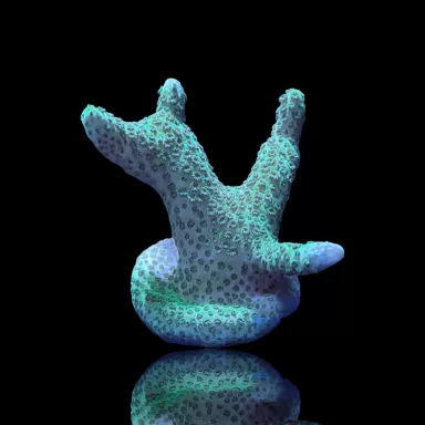 Montipora digitata silver green kopen | Coralandfishstore.nl