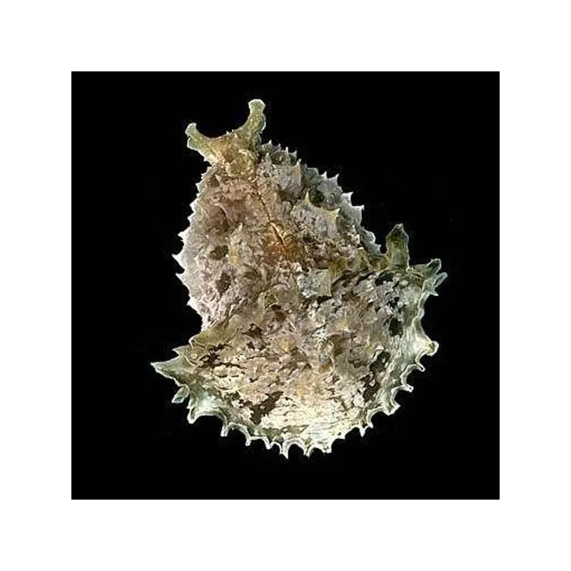 Möchten Sie den Seehasen Dolabella Auricularia kaufen? | Coralandfishstore.nl Möchten Sie den Seehasen Dolabella Auricularia kaufen? | Coralandfishstore.nl