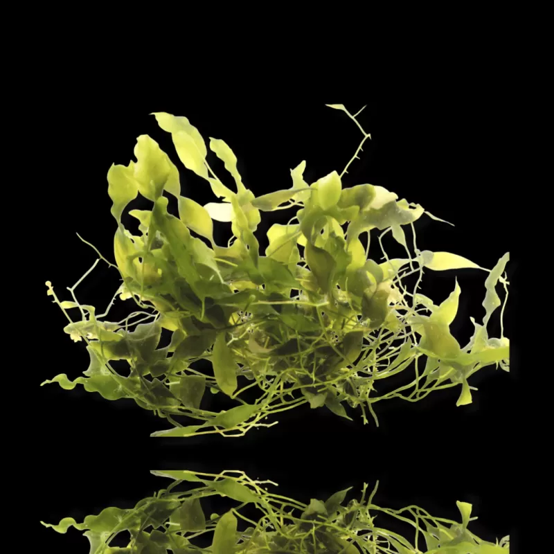 Caulerpa-Paket Caulerpa-Paket