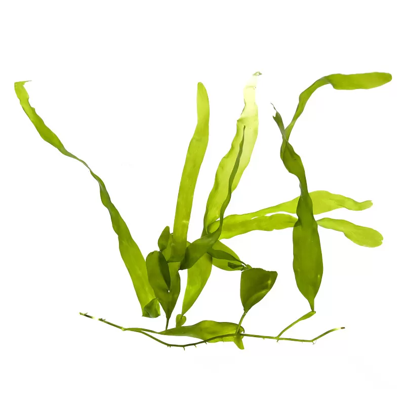 Caulerpa-Paket Caulerpa-Paket