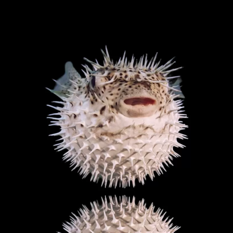 Diodon Hystrix egelvis kopen? | Coralandfishstore.nl Diodon Hystrix egelvis kopen? | Coralandfishstore.nl