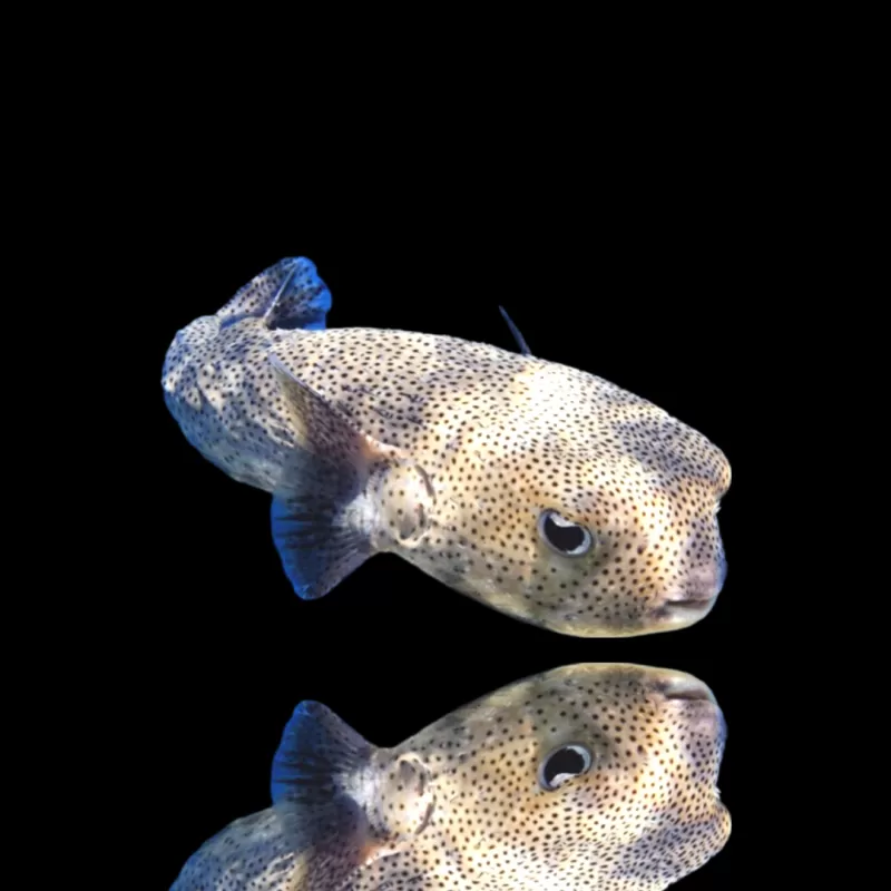 Diodon Hystrix egelvis kopen? | Coralandfishstore.nl Diodon Hystrix egelvis kopen? | Coralandfishstore.nl