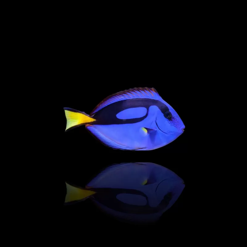 Möchten Sie Paracanthurus Hepatus kaufen? | Coralandfishstore.nl Möchten Sie Paracanthurus Hepatus kaufen? | Coralandfishstore.nl