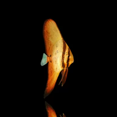 Platax orbicularis – Runder Fledermausfisch