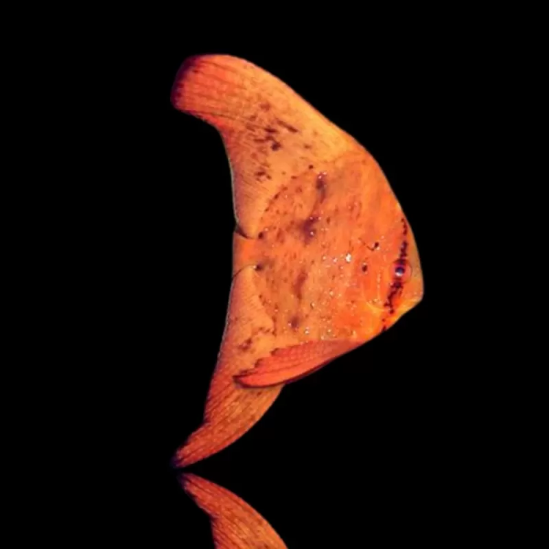 Platax Orbicularis - Ronde vleermuisvis kopen ? | Coralandfishstore Platax Orbicularis - Ronde vleermuisvis kopen ? | Coralandfishstore