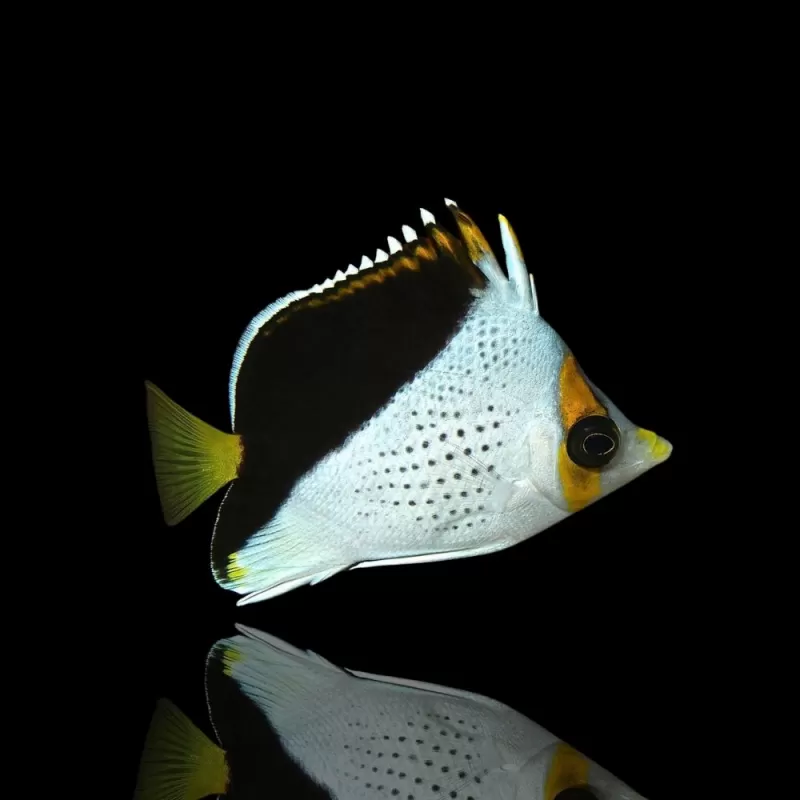 Möchten Sie Chaetodon Tinkeri kaufen? | Coralandfishstore.nl Möchten Sie Chaetodon Tinkeri kaufen? | Coralandfishstore.nl