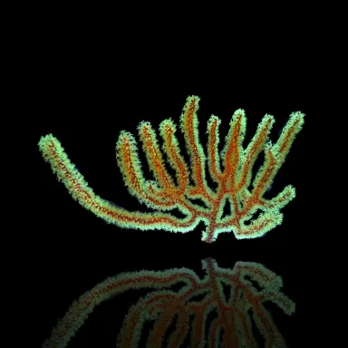 Kaufen Sie Menella Yellow S-Größe | Coralandfishstore.nl