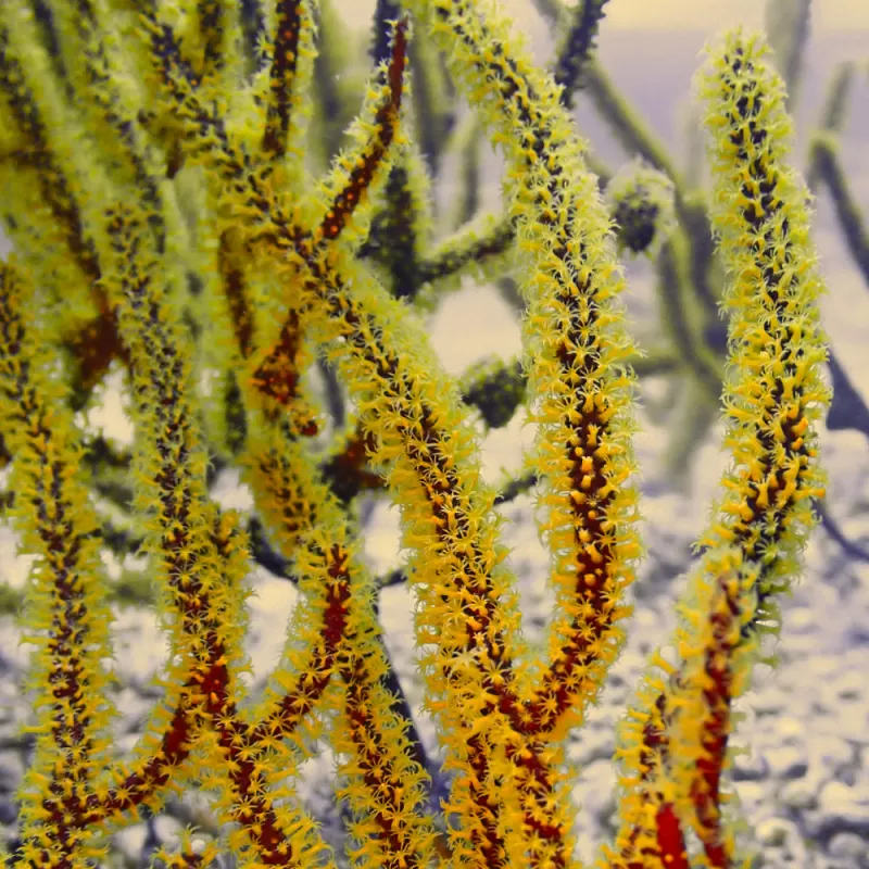 Kaufen Sie Menella Yellow S-Größe | Coralandfishstore.nl Kaufen Sie Menella Yellow S-Größe | Coralandfishstore.nl