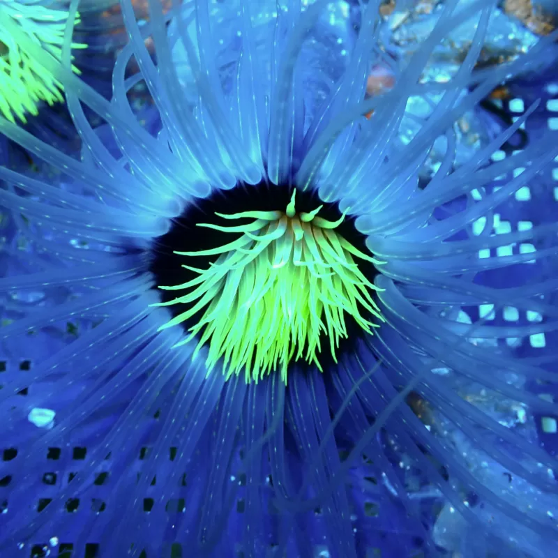 Kaufen Sie Pachycerianthus Orange | Coralandfishstore.nl Kaufen Sie Pachycerianthus Orange | Coralandfishstore.nl