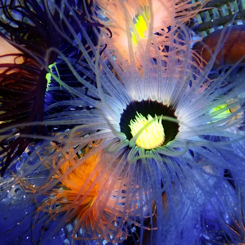 Kaufen Sie Pachycerianthus Orange | Coralandfishstore.nl Kaufen Sie Pachycerianthus Orange | Coralandfishstore.nl