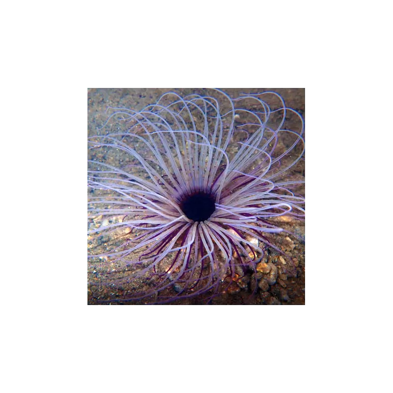 Kaufen Sie Pachycerianthus Orange | Coralandfishstore.nl Kaufen Sie Pachycerianthus Orange | Coralandfishstore.nl