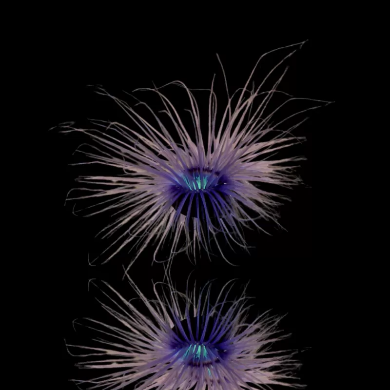 Kaufen Sie Pachycerianthus Orange | Coralandfishstore.nl Kaufen Sie Pachycerianthus Orange | Coralandfishstore.nl