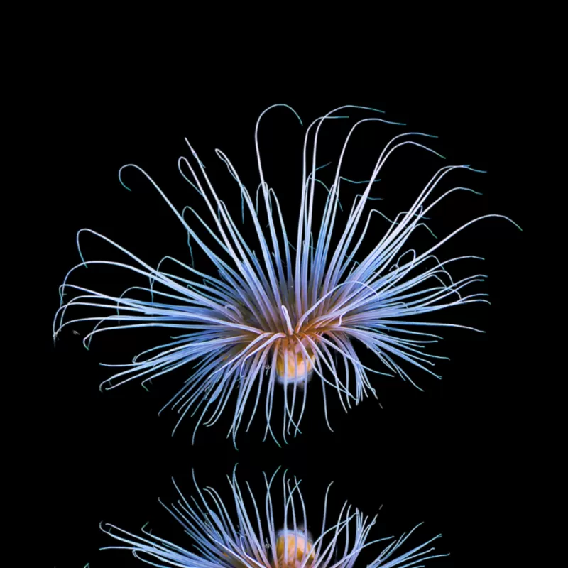 Kaufen Sie Pachycerianthus Orange | Coralandfishstore.nl Kaufen Sie Pachycerianthus Orange | Coralandfishstore.nl