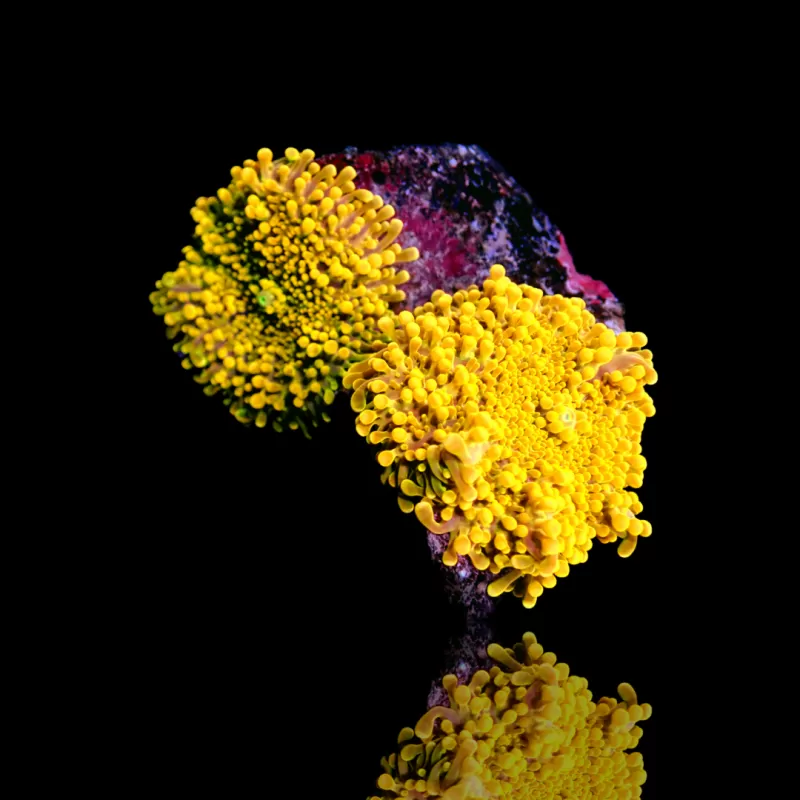 Ricordea Yuma gelb/gold kaufen | Coralandfishstore.nl Ricordea Yuma gelb/gold kaufen | Coralandfishstore.nl