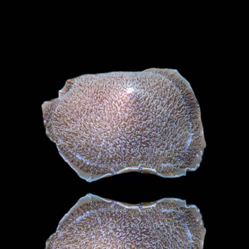 Amplexidiscus Fenestrafer kopen ? l Coralandfishstore.nl Amplexidiscus Fenestrafer kopen ? l Coralandfishstore.nl