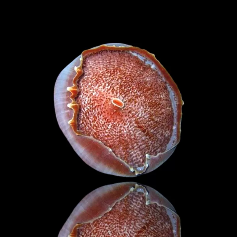 Amplexidiscus Fenestrafer kopen ? l Coralandfishstore.nl Amplexidiscus Fenestrafer kopen ? l Coralandfishstore.nl