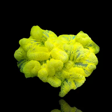 Stichodactyla Gigantea - Teppichanemone-Gelb kaufen? | Coralandfishstore.nl