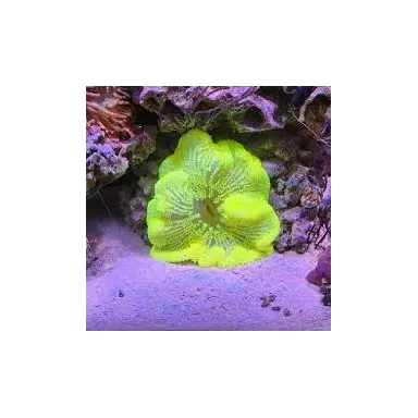 Stichodactyla Gigantea - Teppichanemone-Gelb kaufen? | Coralandfishstore.nl