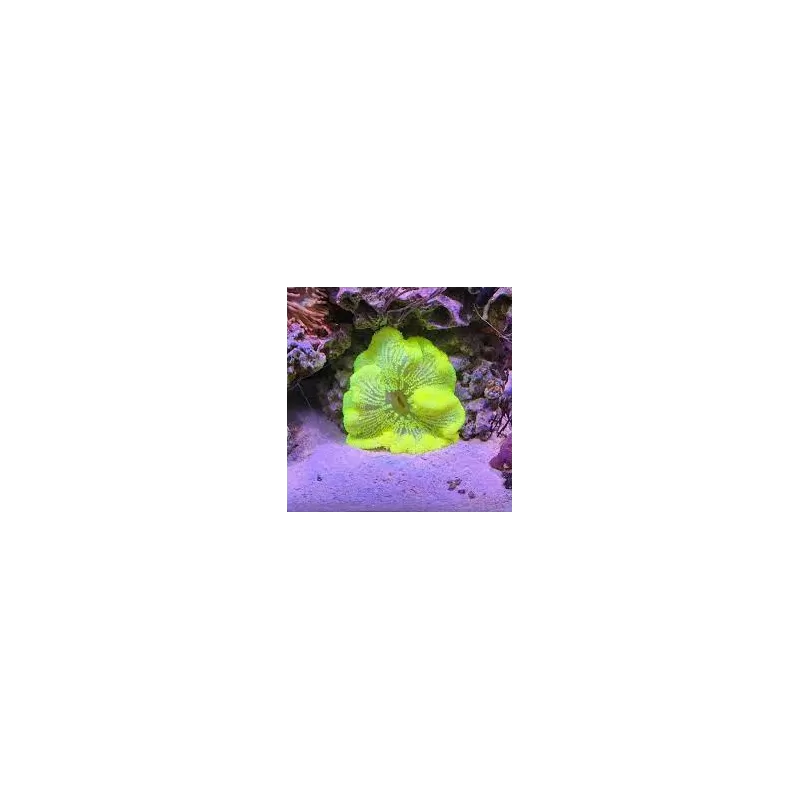 Stichodactyla Gigantea - Carpet Anemone-Yellow kopen ? | Coralandfishstore.nl Stichodactyla Gigantea - Carpet Anemone-Yellow kopen ? | Coralandfishstore.nl