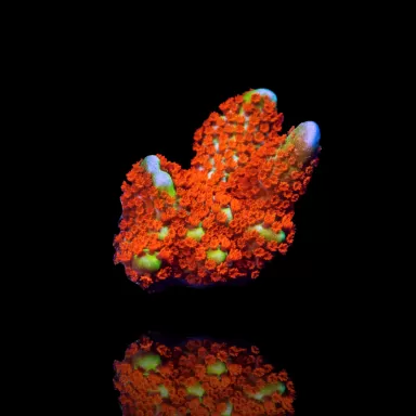 Montipora digitata Forestfire kopen | Coralandfishstore.nl