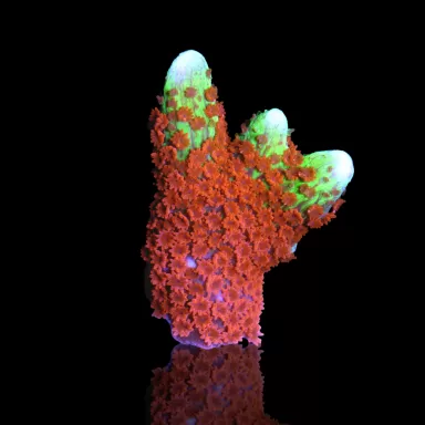 Montipora digitata Forestfire kopen | Coralandfishstore.nl