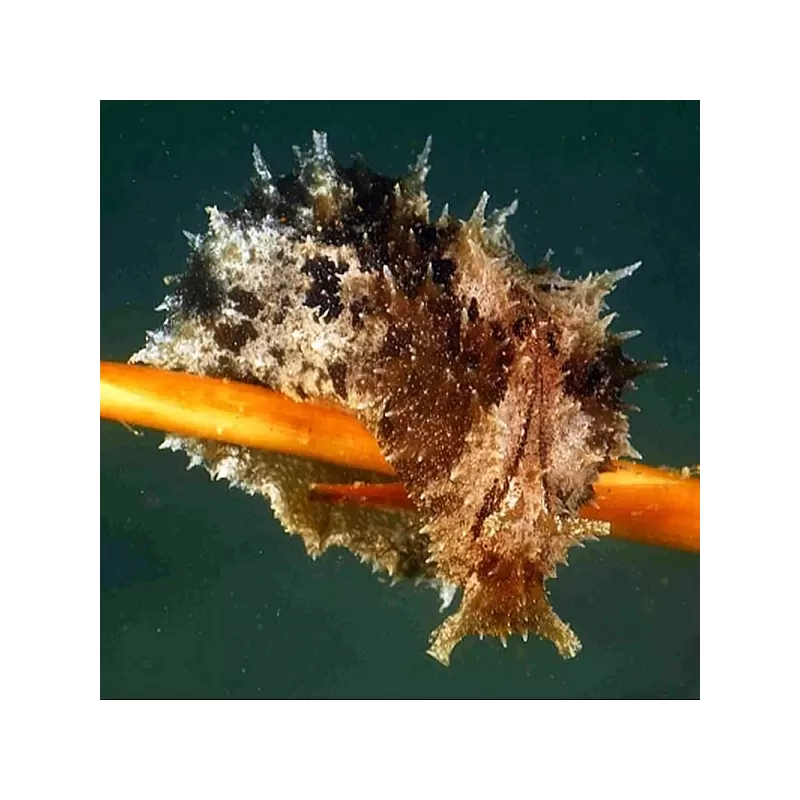 Möchten Sie den Seehasen Dolabella Auricularia kaufen? | Coralandfishstore.nl Möchten Sie den Seehasen Dolabella Auricularia kaufen? | Coralandfishstore.nl