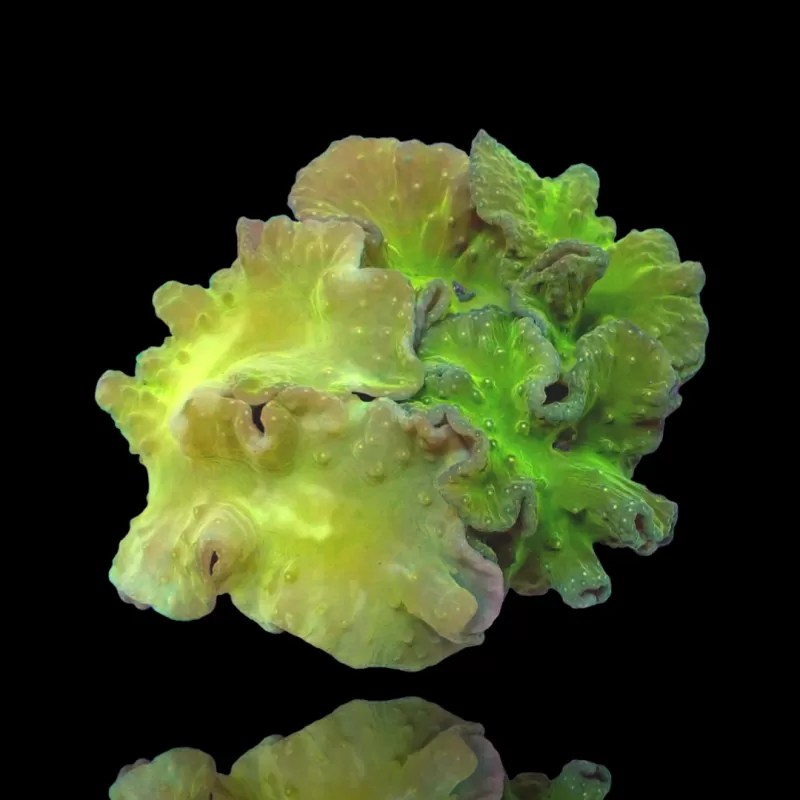 Sinularia Dura Garden Kopen ? Coralandfishstore.nl Sinularia Dura Garden Kopen ? Coralandfishstore.nl