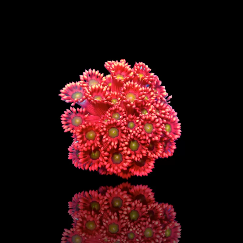 Goniopora sp. Ultra Red Frag Australie ? | Corlandfishstore.nl