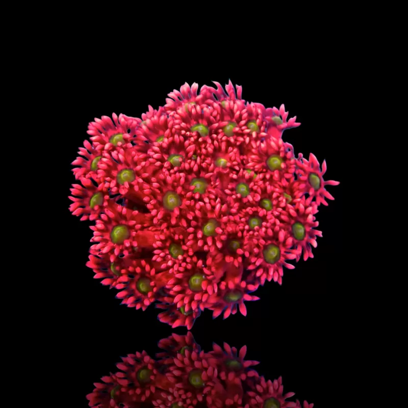 Goniopora sp. Ultra Red Frag Australie ? | Corlandfishstore.nl Goniopora sp. Ultra Red Frag Australie ? | Corlandfishstore.nl