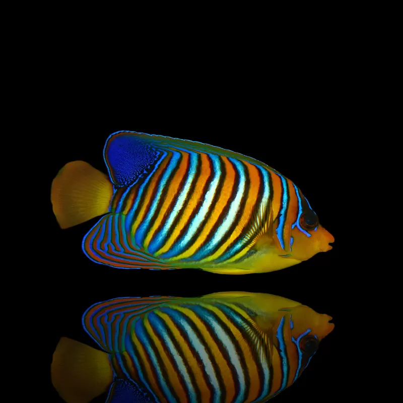 Pygoplites Diacanthus - Pauwoogkeizersvis kopen?| Coralandfishstore.nl Pygoplites Diacanthus - Pauwoogkeizersvis kopen?| Coralandfishstore.nl