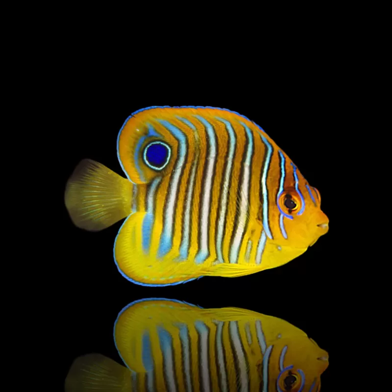 Pygoplites Diacanthus - Pauwoogkeizersvis kopen?| Coralandfishstore.nl Pygoplites Diacanthus - Pauwoogkeizersvis kopen?| Coralandfishstore.nl