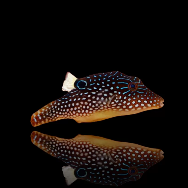 Canthigaster margaritata kopen ? Coralanfishstore.nl Canthigaster margaritata kopen ? Coralanfishstore.nl