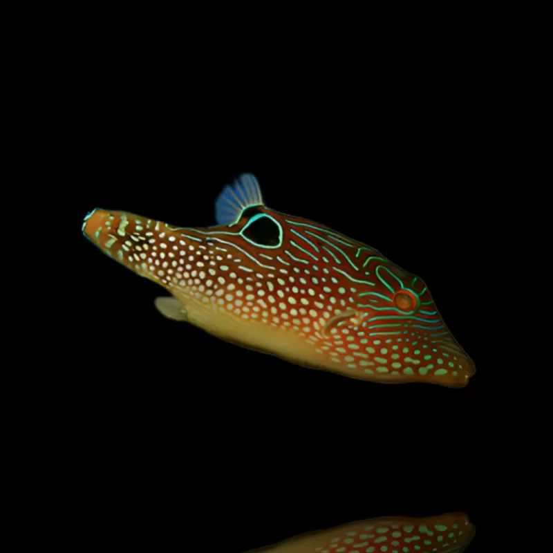 Canthigaster margaritata