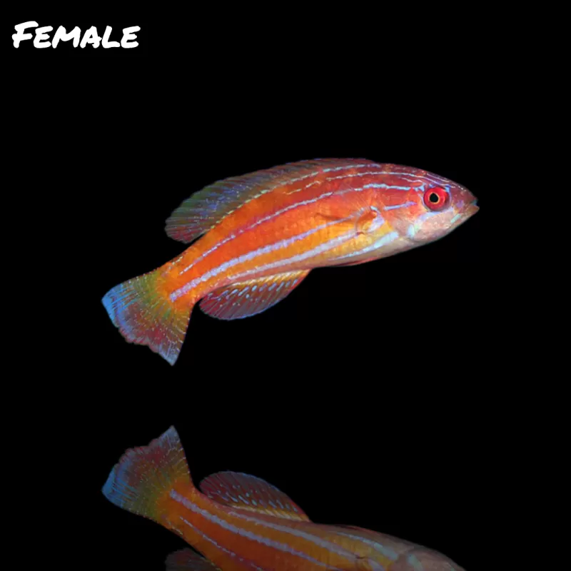 Paracheilinus attenuatus kopen ? | Coralandfishstore.nl Paracheilinus attenuatus kopen ? | Coralandfishstore.nl