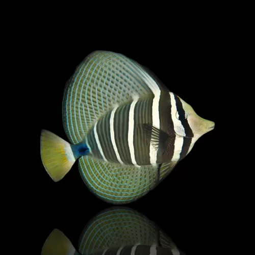 Zebrasoma veliferum kaufen?| Coralandfishstore.nl