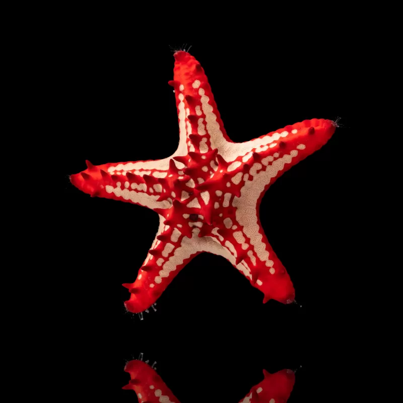 Protoreaster Linckii – roter Knotenseestern? Coralandfishstore.nl Protoreaster Linckii – roter Knotenseestern? Coralandfishstore.nl